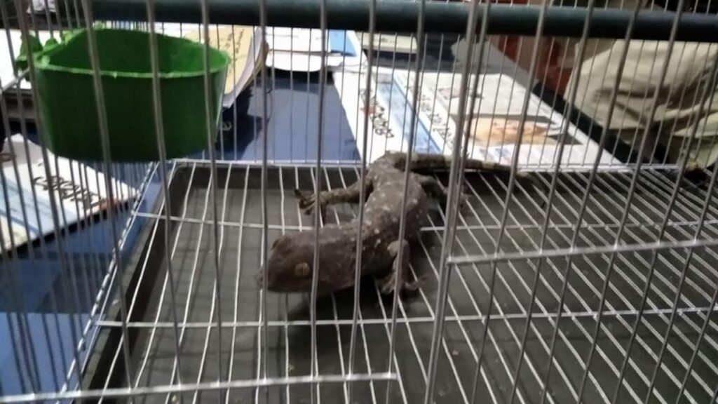 কেশবপুরে মাত্র ১ শতক জমি নিয়ে দুই ভাইয়ের মধ্যে সংঘর্ষ।আহত ১০। আটক ২