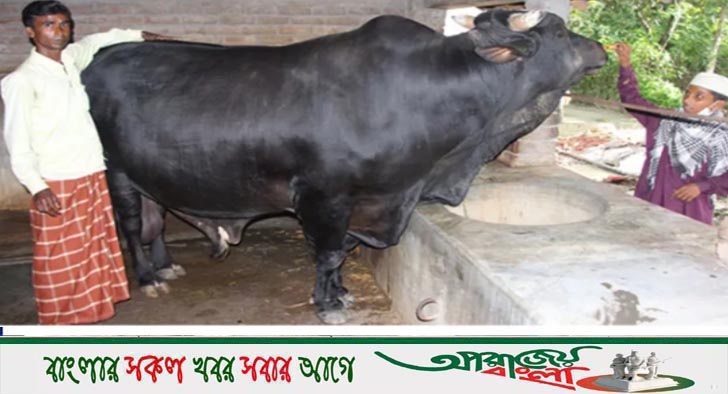 কেশবপুরে হিরো আলম নামে ষাঁড়টির দাম ১৫ লাখ টাকা