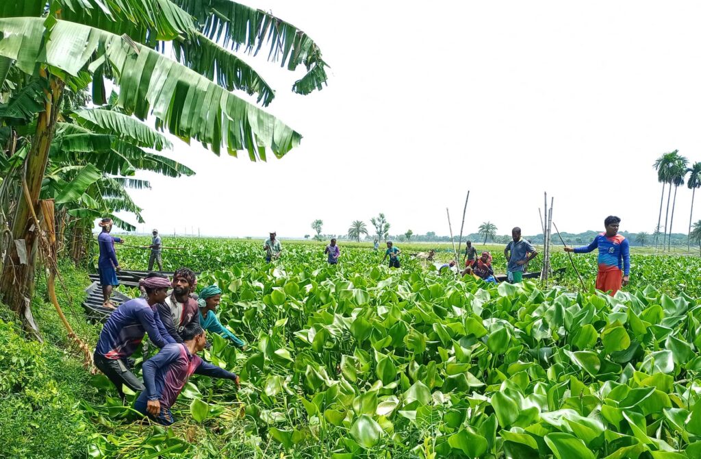 অভয়নগরে গলার কাটা লেবুগাতী খালের কচুরিপানা, অপসারণ