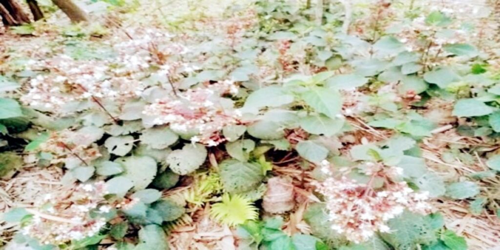 নড়াইলে গ্রামবাংলার ভাঁটি ফুল প্রাকৃতিকভাবে সেজেছে বর্ণিল সাজে!