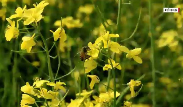 ব্যস্ত সময় পার করছেন মানিকগঞ্জ ও কুষ্টিয়ার মৌচাষিরা