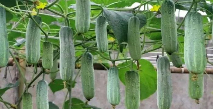 নড়াইলের উৎপাদিত শসা এখন দেশের বিভিন্ন স্থানে সরবরাহ