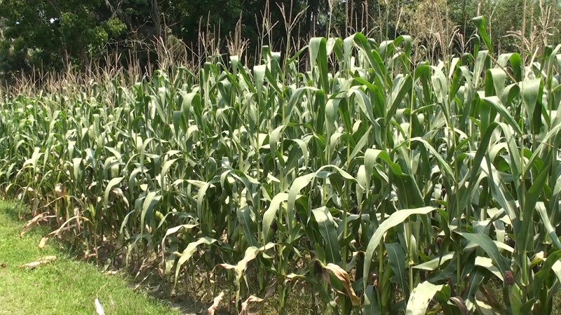 নড়াইলে অন্যান্য ফসলের তুলনায় জনপ্রিয় হচ্ছে ভুট্টা চাষ