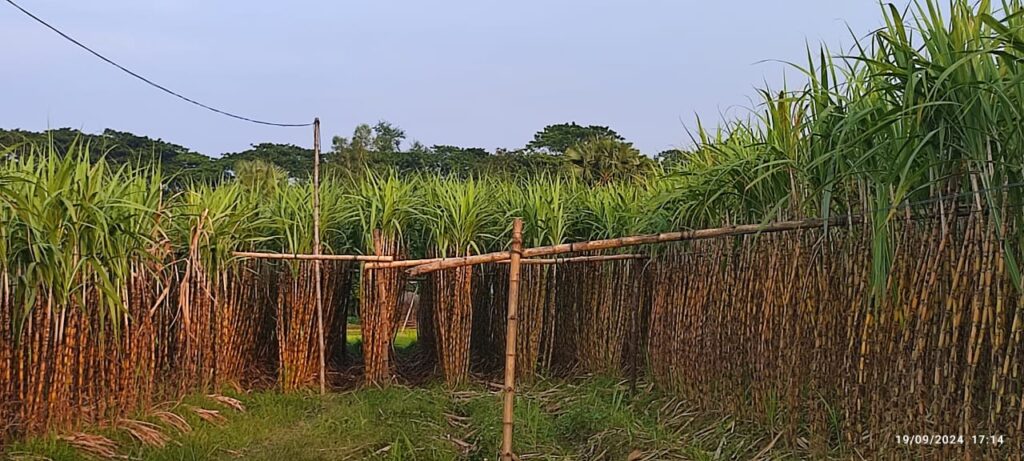 নড়াইলের লোহাগড়ার কৃষকেরা আখ চাষ করে লাভের স্বপ্ন দেখছেন
