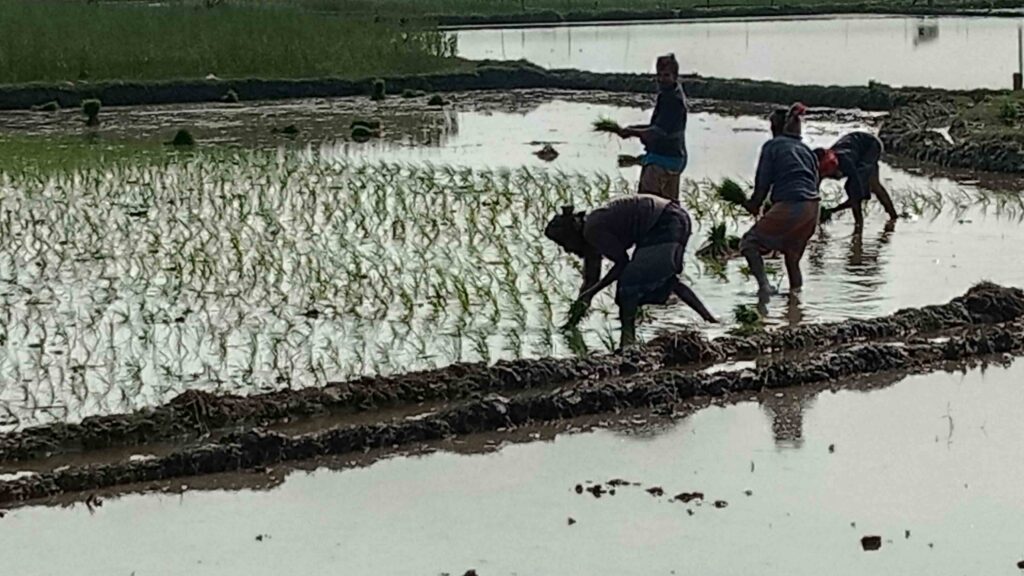 চৌগাছা আমনের ক্ষতি পোষাতে মৌসুমের আগেই বোর ধান আবাদে