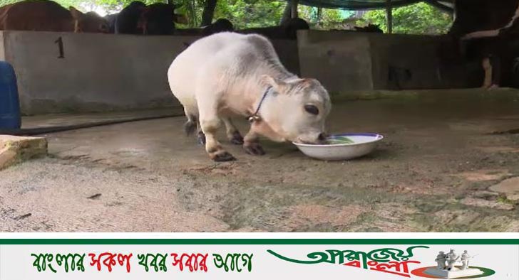 বিশ্বে সবচেয়ে ছোট গরুর খোঁজ মিলেছে বাংলাদেশে!
