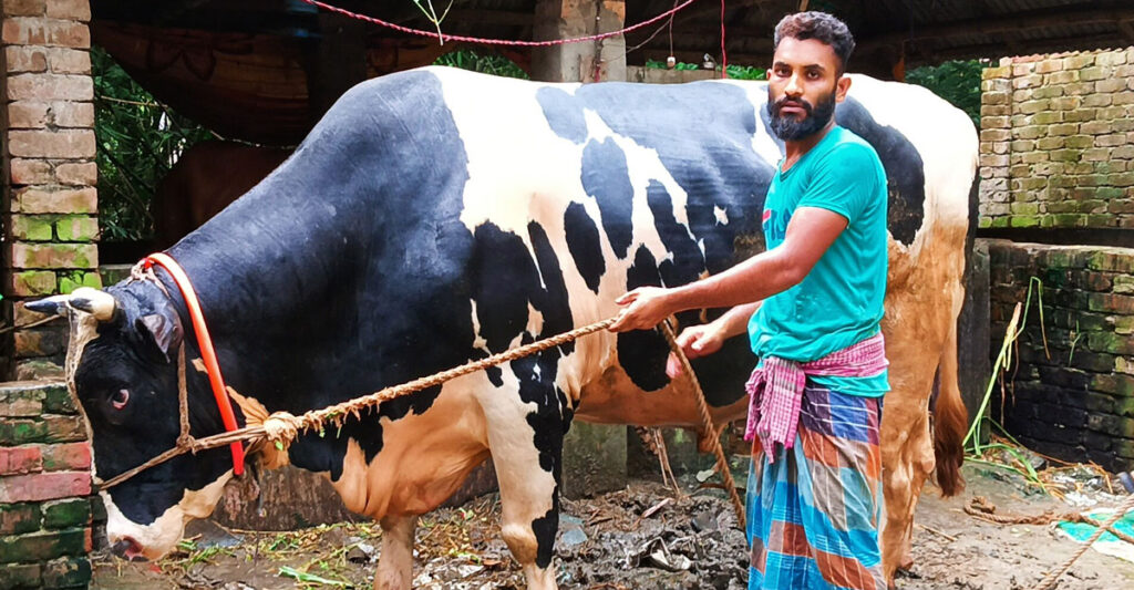 নড়াইলের বিশাল আকারের হাতির মতো বড় ৫৫ মণের টাইগার