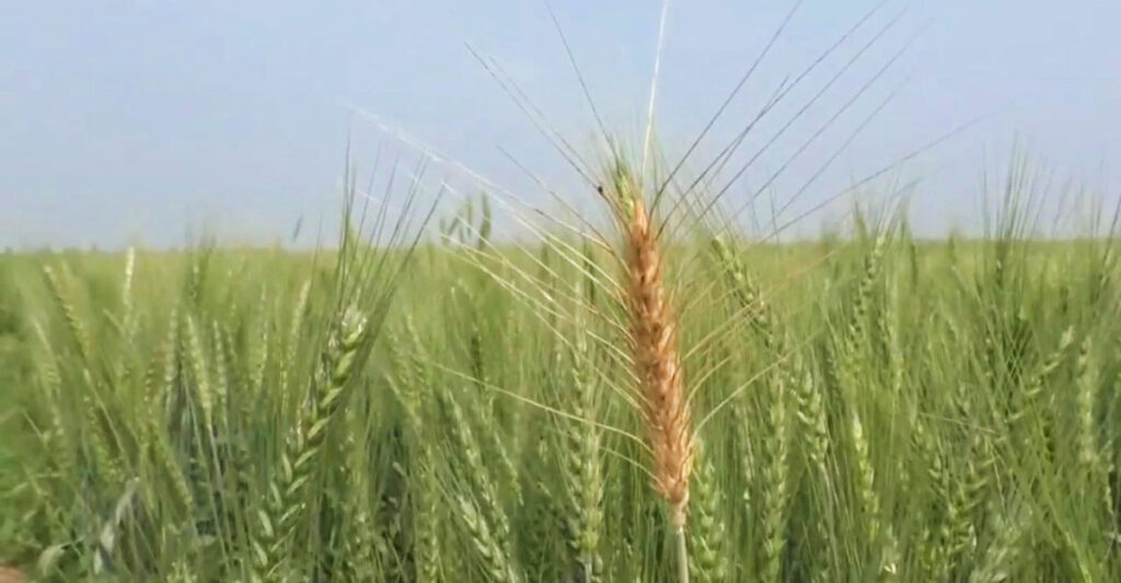 নড়াইলের চাষিরা বলছে, অন্যান্য ফসলের তুলনায় গম চাষে খরচ বেশি