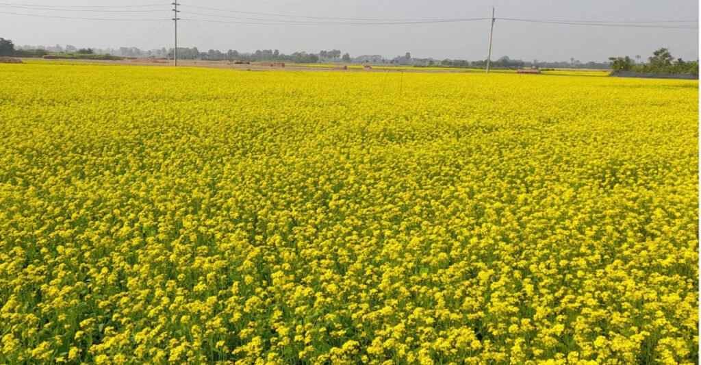 নড়াইলে সবুজের মাঝে হলুদের সমাহার সরিষা ফুলের