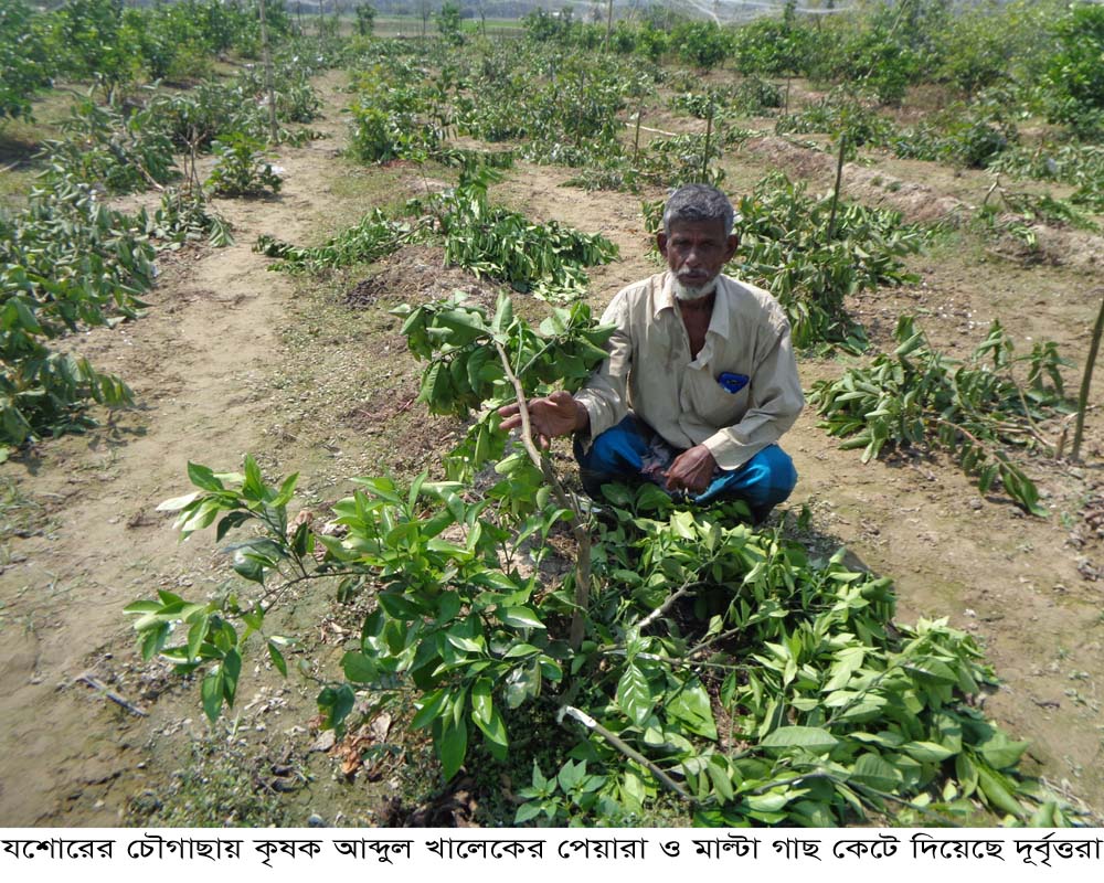 চৌগাছায় ৩শ পেয়ারা ও মাল্টা গাছ কেটে সাবাড়