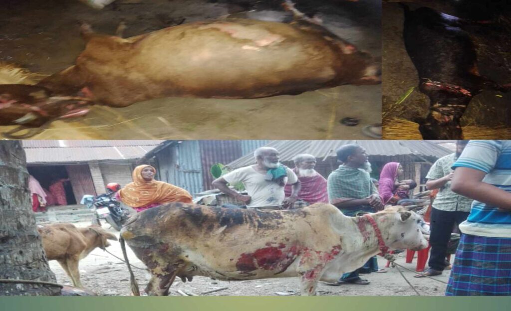 চৌগাছায় আগুনে পুড়ে কৃষকের ৬ গাভী হতাহত