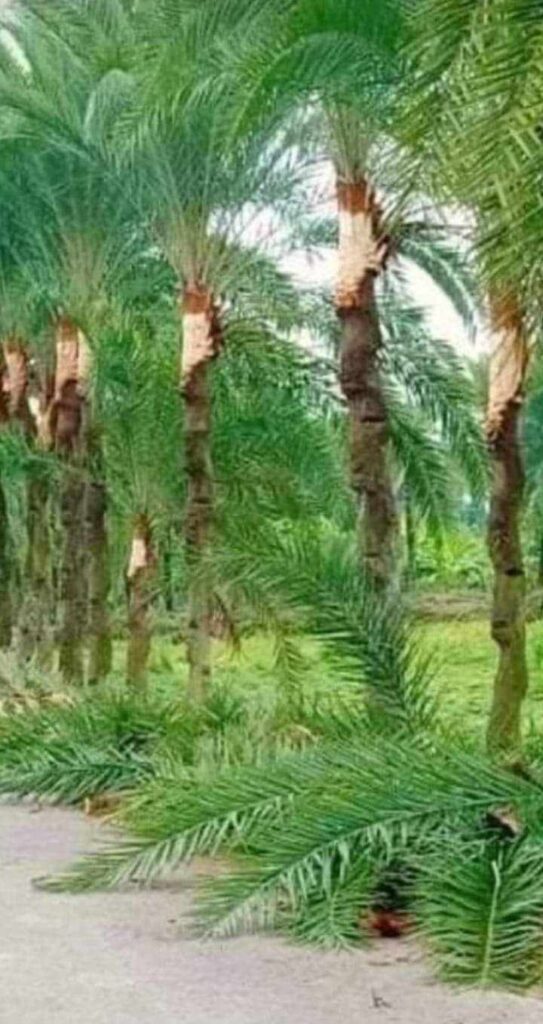 চৌগাছায়  খেজুর রস  সংগ্রহে  ব্যস্ত গাছি