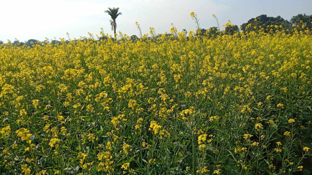 চৌগাছা সরিষা ফুলে হলুদ রঙের সেজেসে হলুদের সমাহার সরিষা ফুলের মৌ-মৌ সুঘ্রাণ