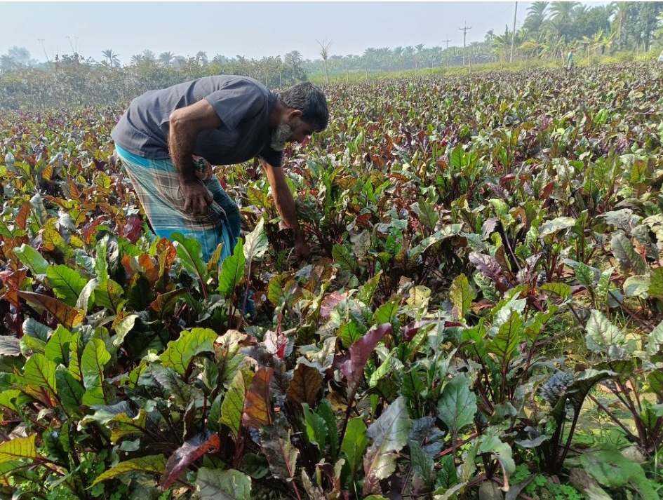 চুয়াতাঙ্গার জীবননগরে বিটরুট চাষে আগ্রহ বাড়ছে কৃষকদের