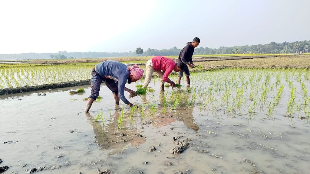 নড়াইলে বেড়েছে বোরো ধানের চাষ