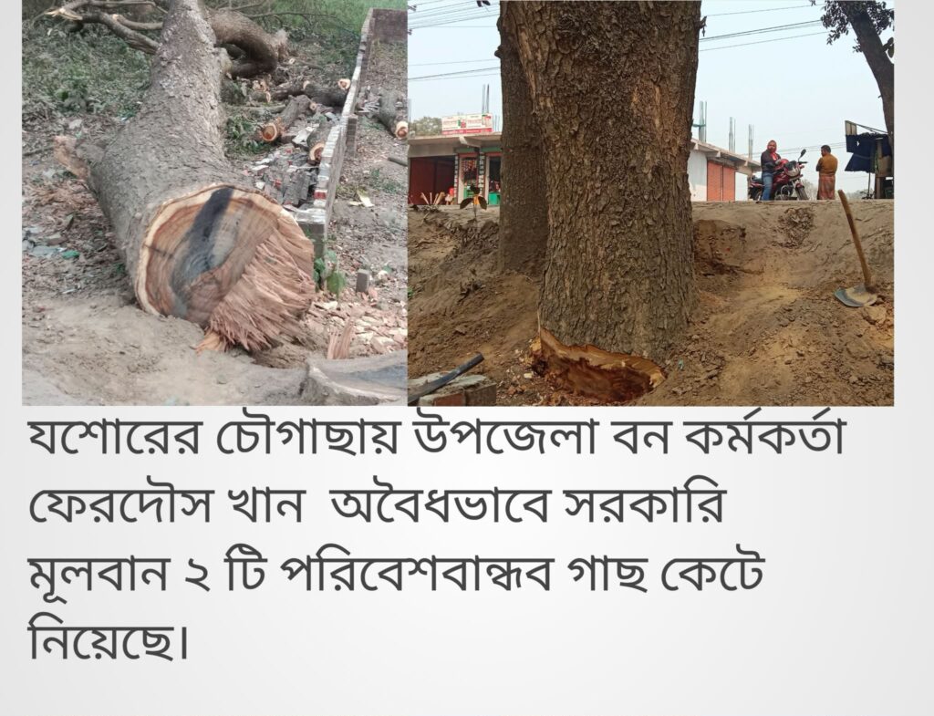 চৌগাছায় বন কর্মকর্তার বিরুদ্ধে টেন্ডার ছাড়াই সরকারি ২ টি গাছ বিক্রির অভিযোগ